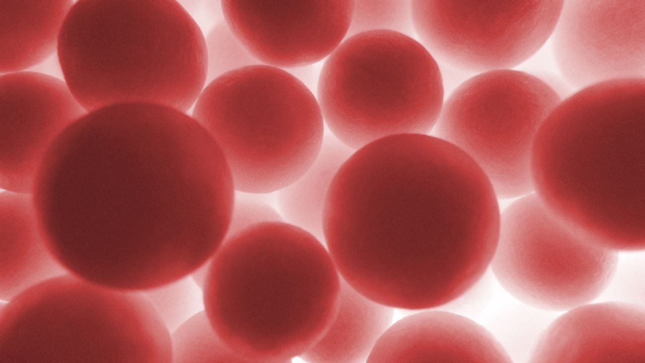 Hematopoese: saiba do que se trata, etapas e disfunções