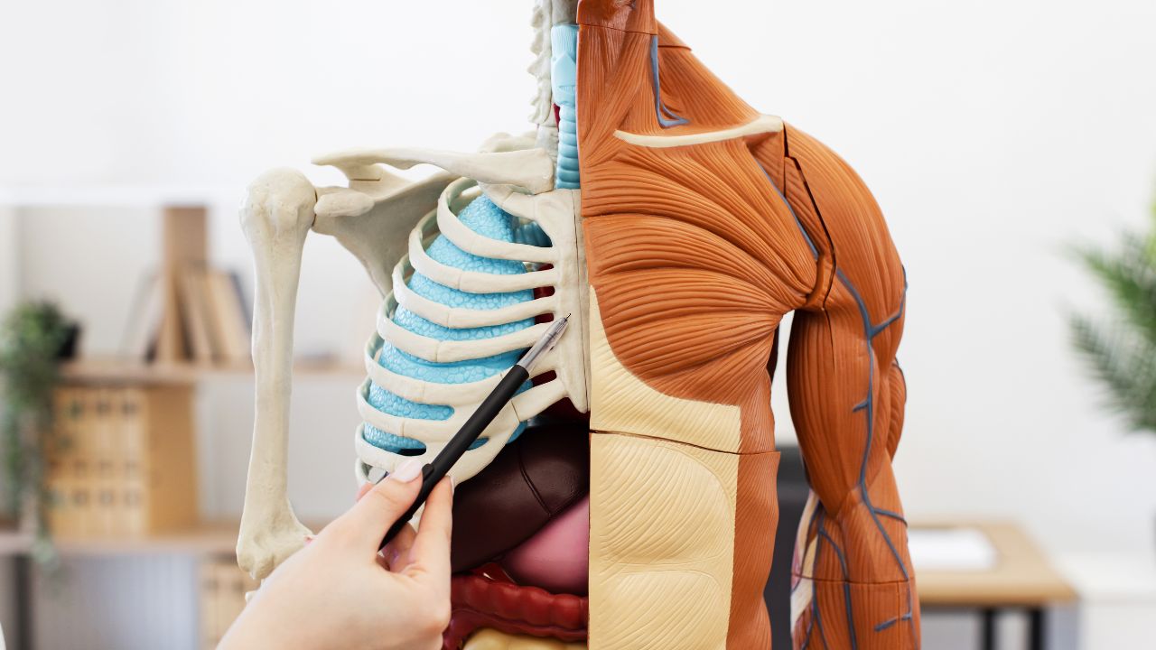 Anatomia e Fisiologia Humana