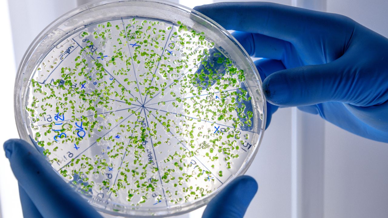 o que é exame parasitologico