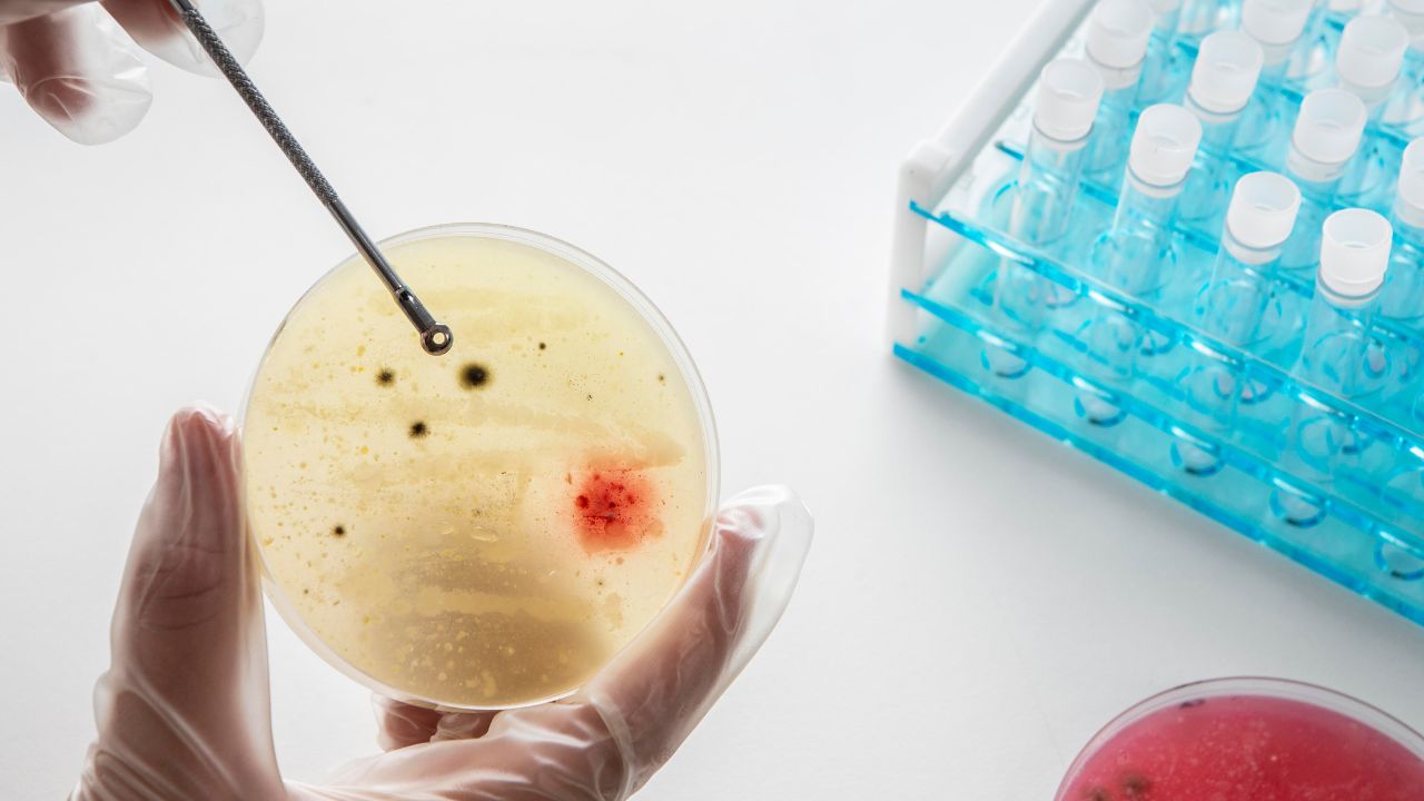 parasitologia clínica