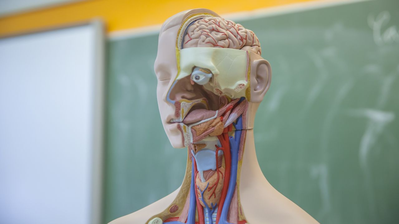 Estudos em Anatomia